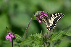 David Plant Photography - Wildlife Photography - Swallowtail - E